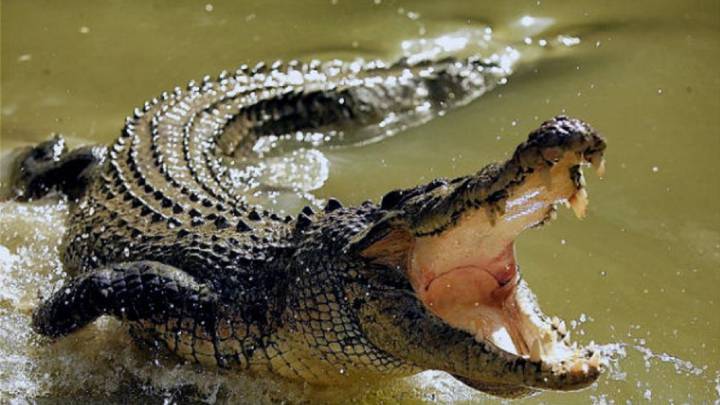 Tiraron a su mascota al río para que se lo comiera un cocodrilo