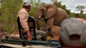 Cazadores matan y les arrancan sus colmillos en África