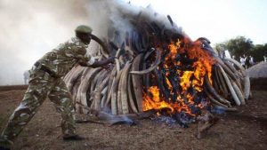 Cazadores matan y les arrancan sus colmillos en África