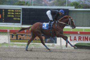 Roban un caballo para comérselo en Venezuela