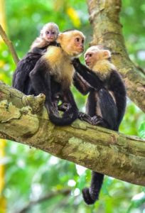 Parque Nacional Manuel Antonio