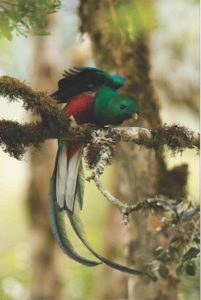 Parque Nacional los Quetzales