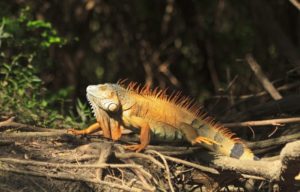 Conocé el Parque Nacional Palo Verde: