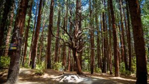El mágico bosque de Prusia