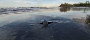 Más de 70 mil tortugas han sido liberadas en el país