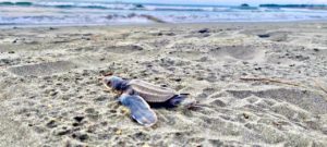 Más de 70 mil tortugas han sido liberadas en el país