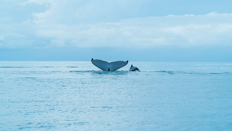Parque Nacional Marino Ballena